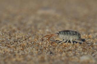 Curieuses laisses de mer